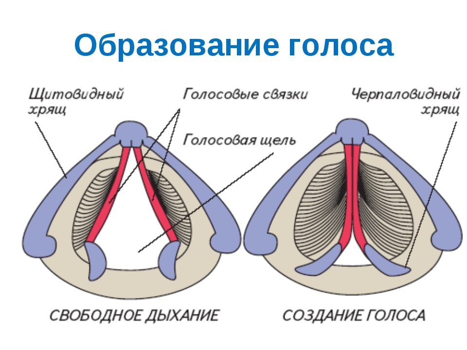 чем строение голосовых связок человека схема традиційний вишита