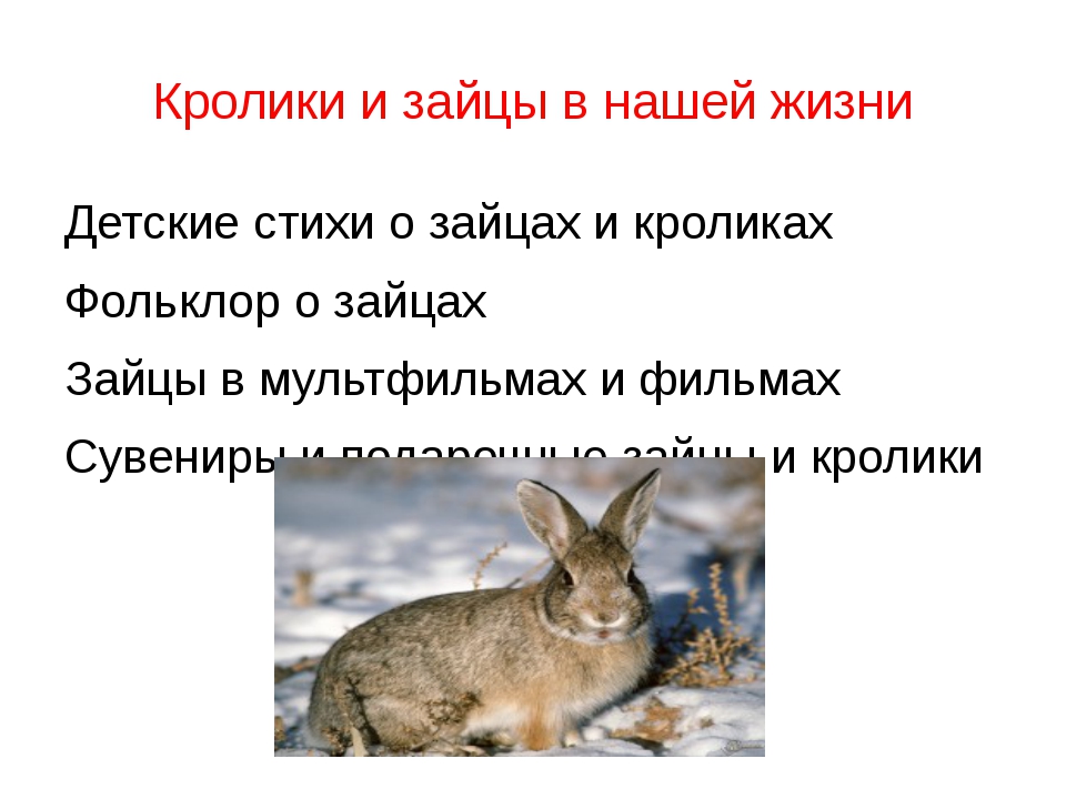 Почему зайчат называют. Представь себя в роли зайчика Листопадничка и расскажи о своём. Интересные факты о зайцах. Сообщение о зайце. Рождение зайчика Листопадничка.