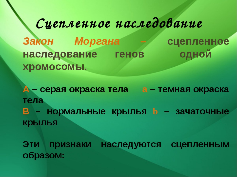 Хромосомная теория наследственности. Морган сцепленное наследование генов. Сцепленное наследование генов одной хромосомы. Гены насллеуютсч сцеплено. Хромосомная теория наследственности т.