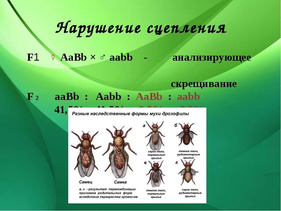 Схема аавв х ааbb иллюстрирует скрещивание