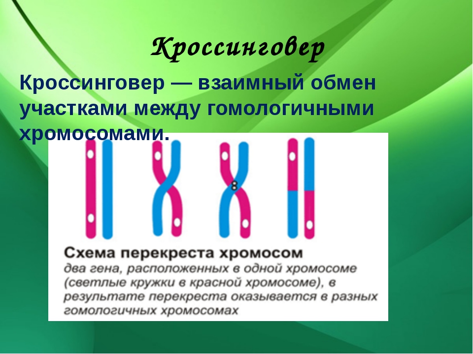 Хромосомная теория основные положения презентация