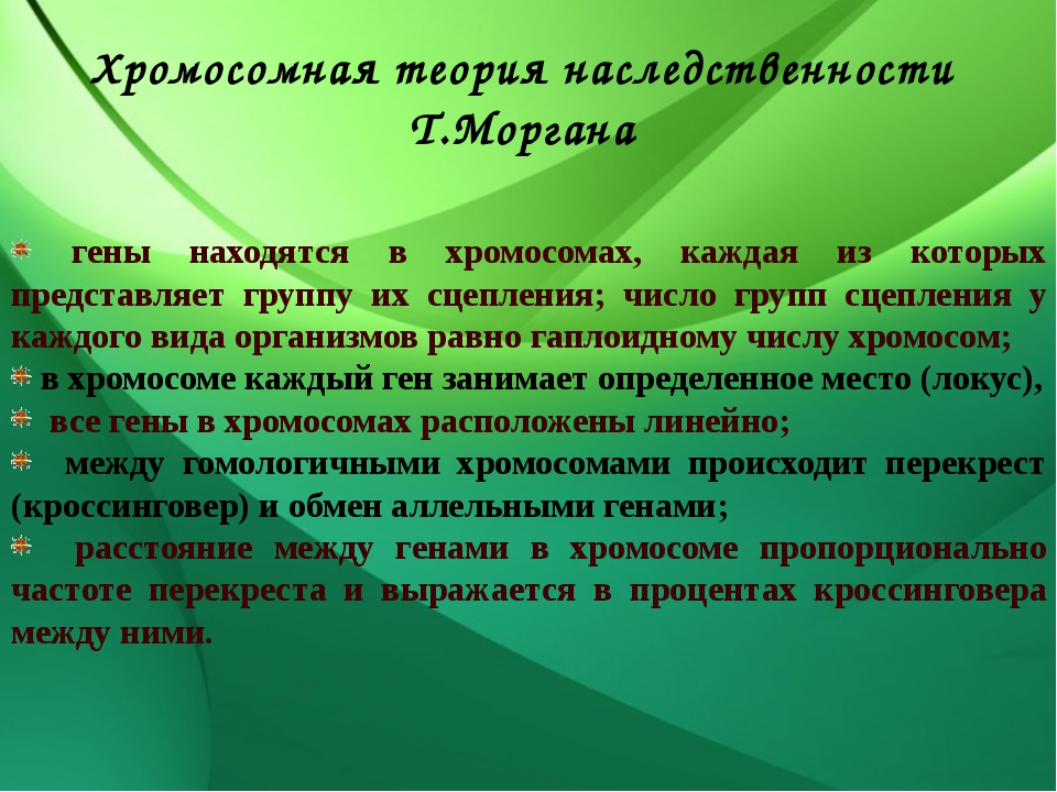 Теория моргана гены. Теория наследственности Моргана. Хромосомная теория Моргана. Положения теории Моргана. Хромосомная теория т Моргана.