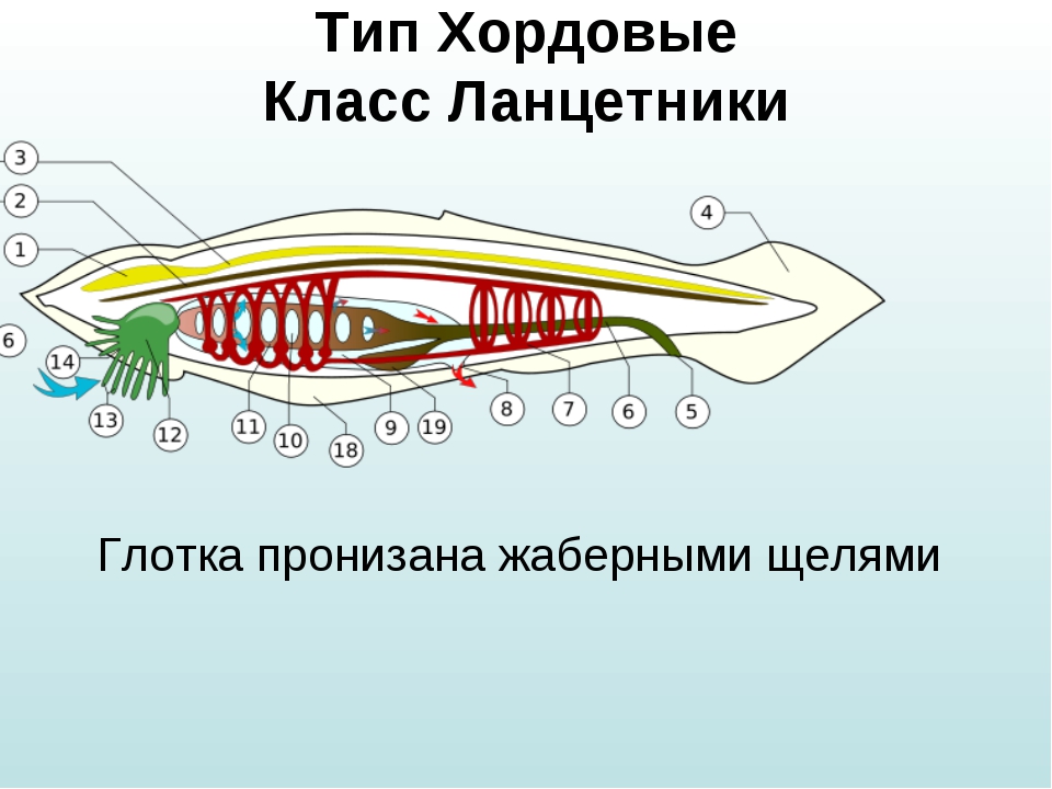 Общая характеристика ланцетника 7 класс. Дыхательная система хордовых ланцетник. Строение пищеварительной системы ланцетника. Дыхательная система ланцетника схема. Система дыхания ланцетника.