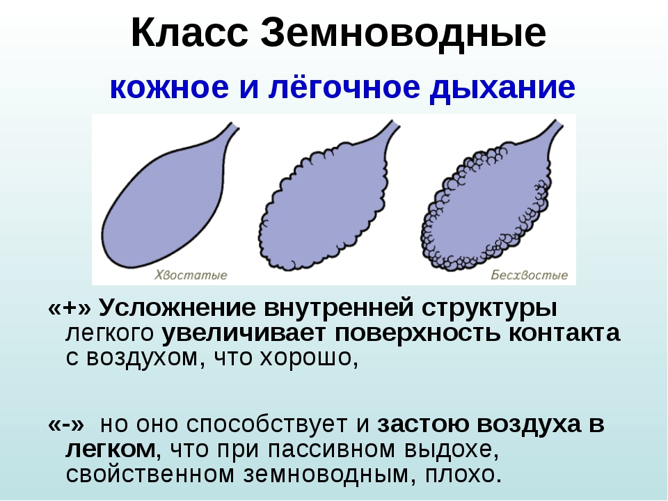 Эволюция дыхательной системы системы. Эволюция дыхательной системы позвоночных. Эволюция дыхательной системы животных. Эволюция дыхательной системы млекопитающих.