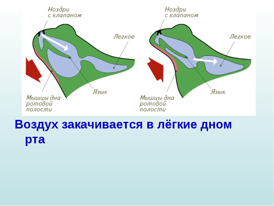 Эволюция дыхательной системы презентация