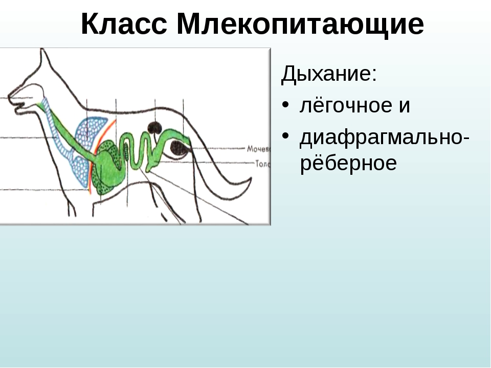 Эволюция дыхательной системы презентация