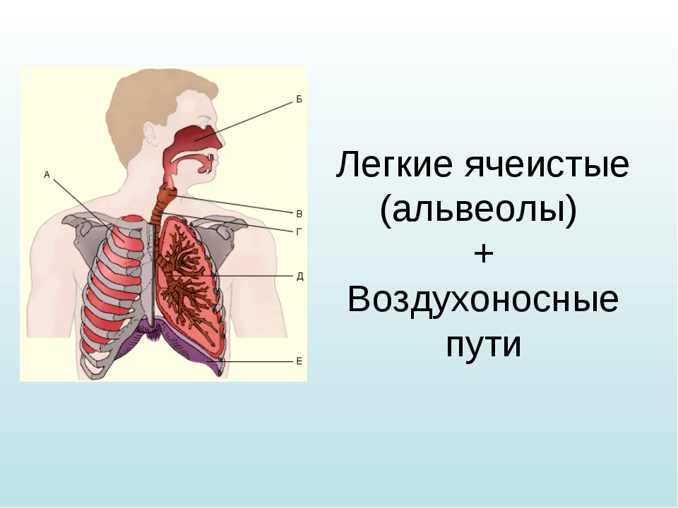 Картинки альвеолы легких