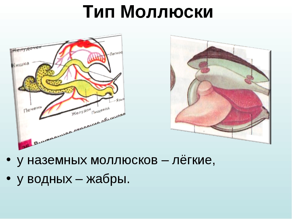 Дыхание наземных