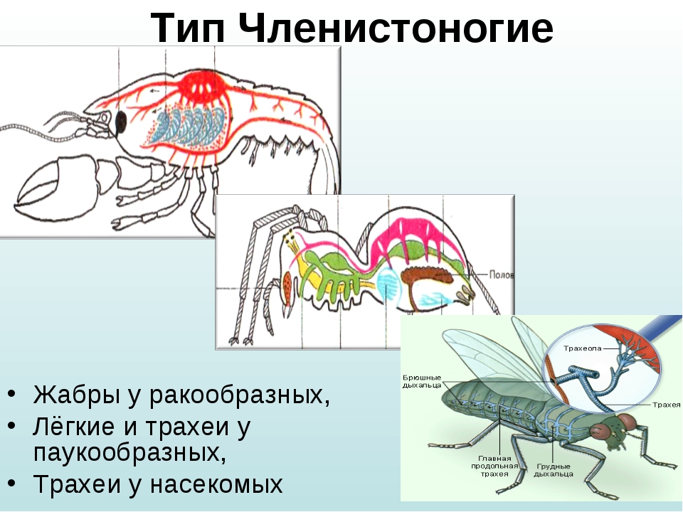 Система трубчатых жабр варфрейм где добыть