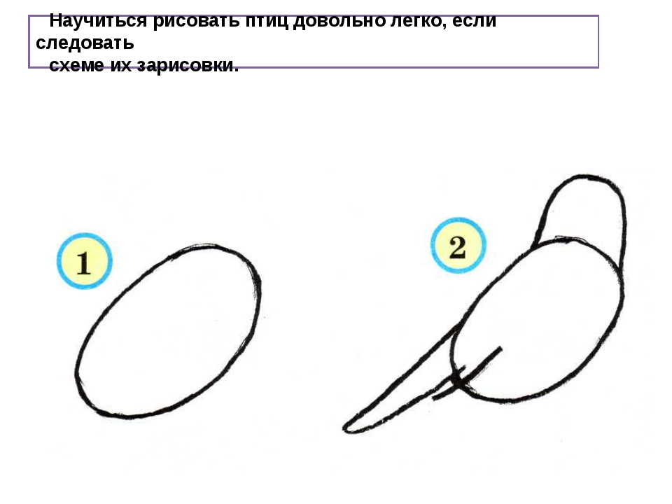 Учимся рисовать птиц