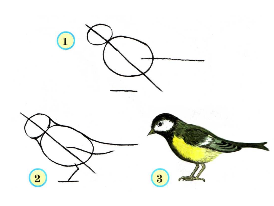 Поэтапное рисование птицы 3 класс презентация