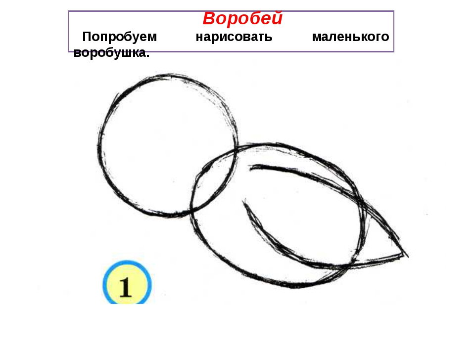 Попробуй нарисовать. Поэтапное рисование воробья. Последовательное рисование воробья. Рисование воробья в средней группе. Рисование воробья в средней группе поэтапно.