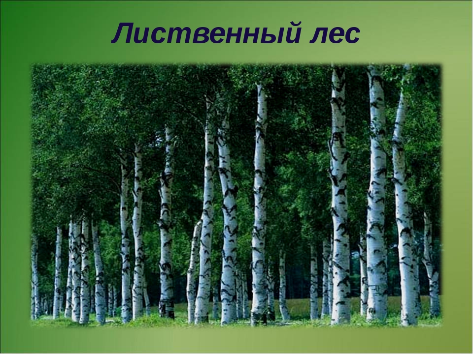 лиственный лес картинки для презентации