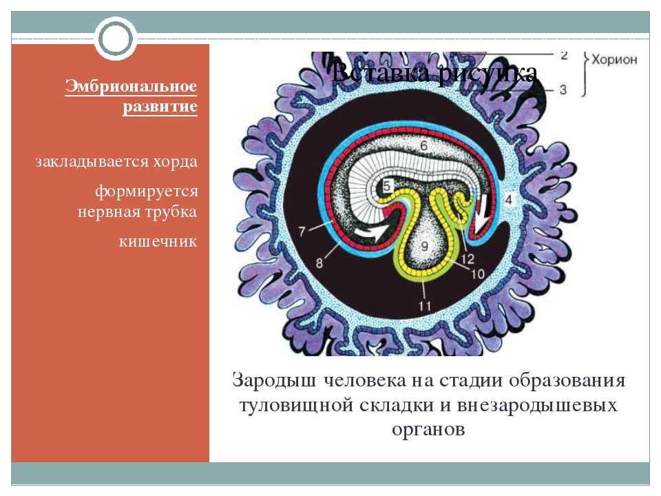 Внезародышевые органы человека. Туловищная и амниотическая складки. Образование туловищной складки гистология. Зародыш человека на стадии образования туловищной складки. Образование туловищной и амниотической складок.