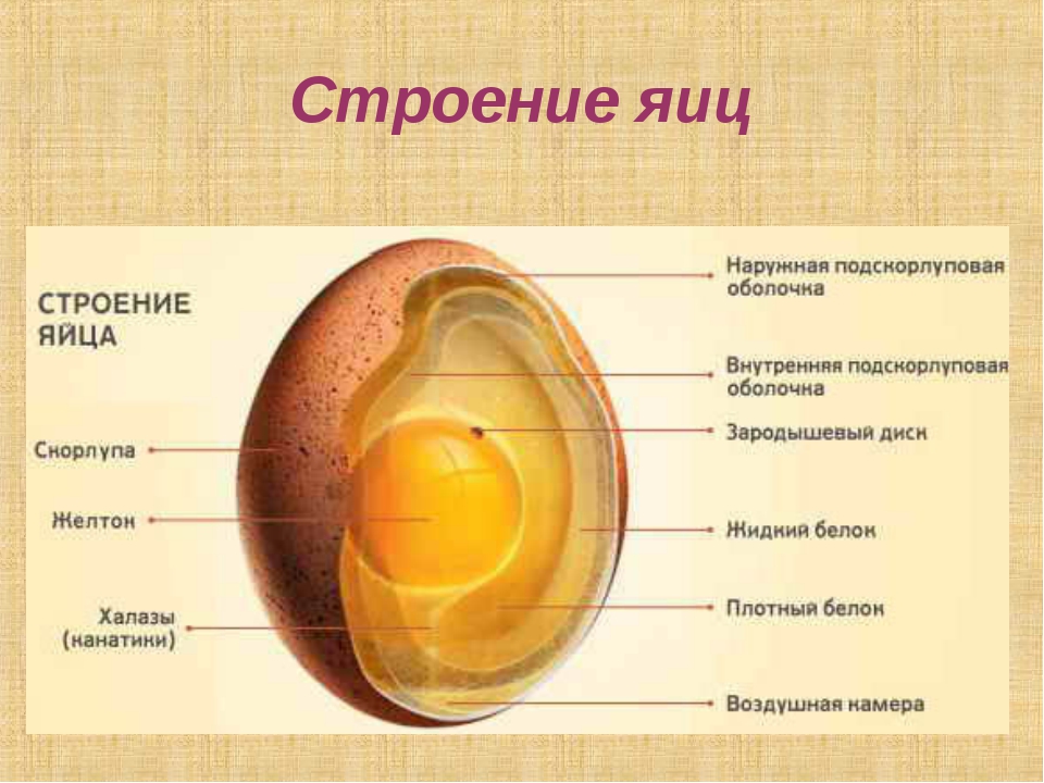 Технологическая карта блюда из яиц