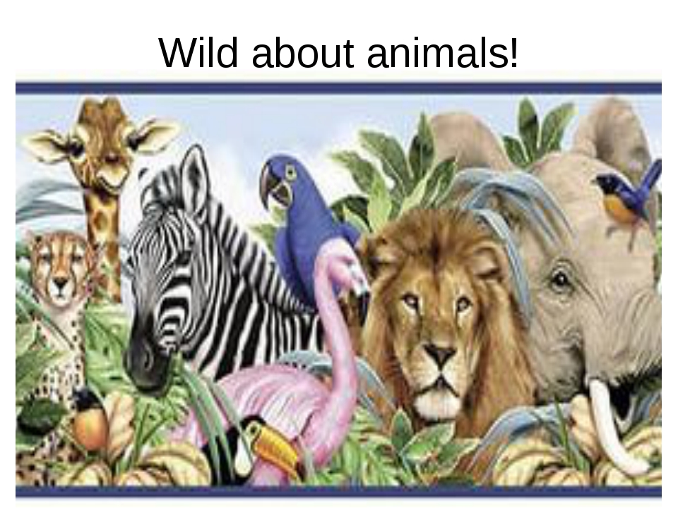 Wild about animals 4 класс spotlight презентация