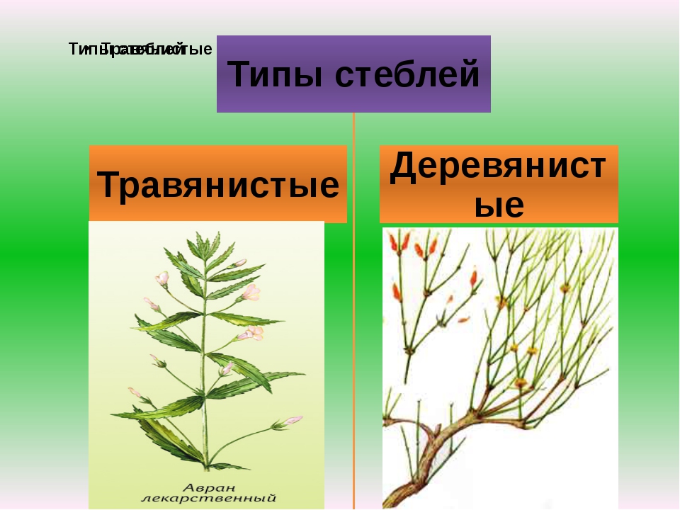 Функции стебля 6 класс. Типы стеблей травянистые и деревянистые. Травянистые и деревянистые стебли таблица. Стебель. Разнообразие стеблей. Презентация. Многообразие стеблей по биологии 6 класс.