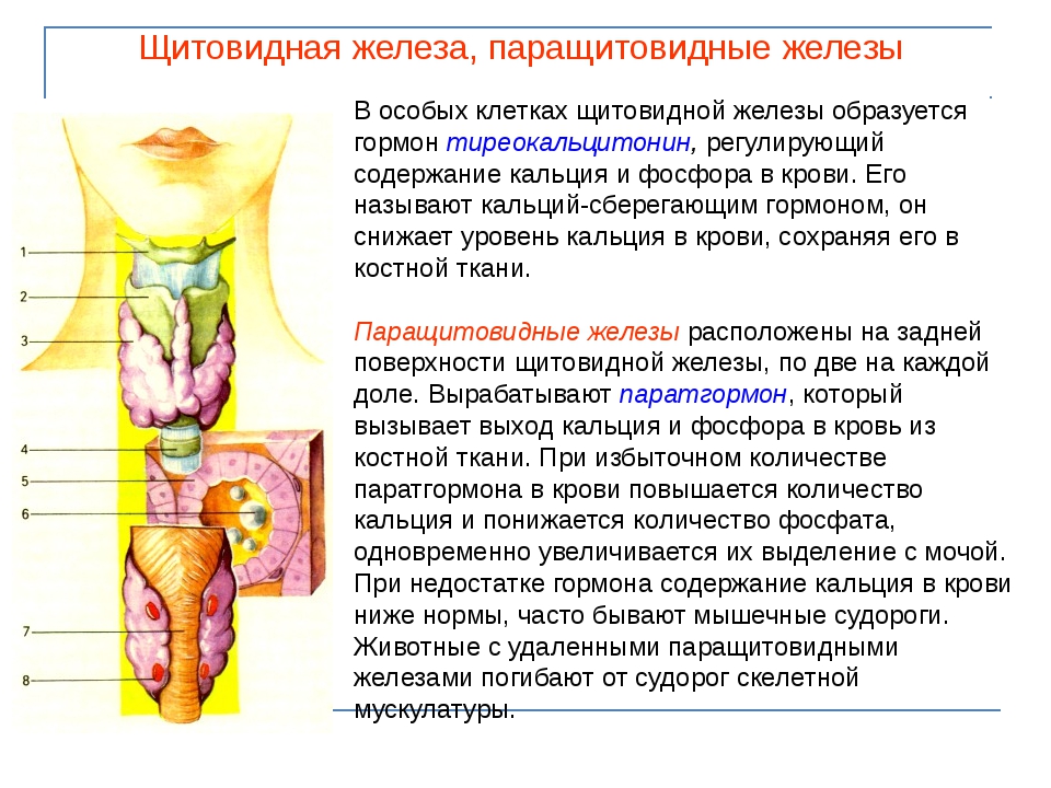 Образует железы. Гормоны щитовидной и паращитовидной желез и функции. Щитовидная железа и паращитовидная железа функции. Щитовидная железа строение функции гормоны. Щитовидная и паращитовидная железы строение и гормоны.