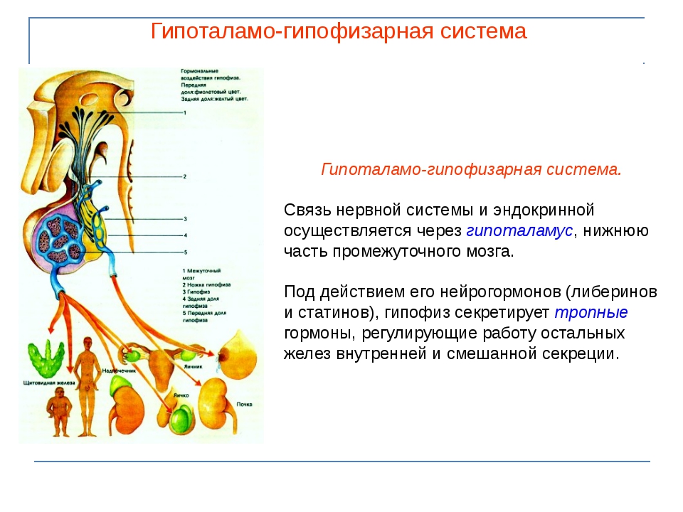 Презентация по биологии 9 класс