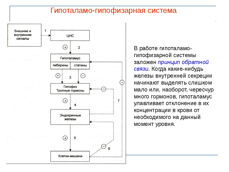 Гипоталамо гипофизарная система схема