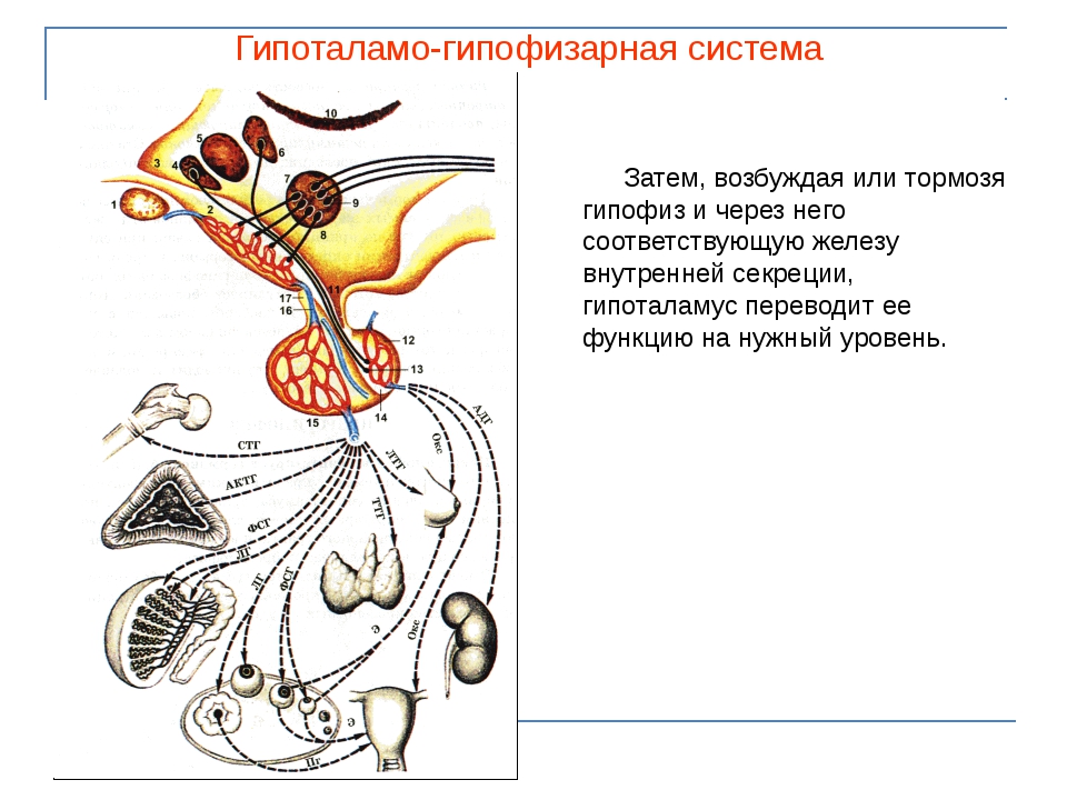 Эндокринные железы презентация