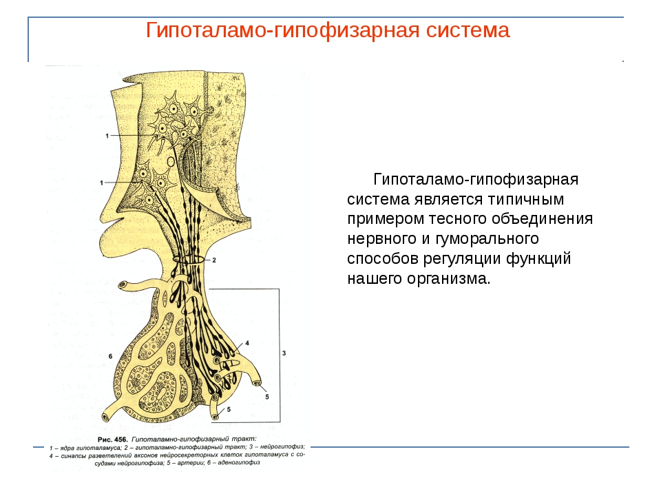 Заболевания гипоталамо гипофизарной системы презентация