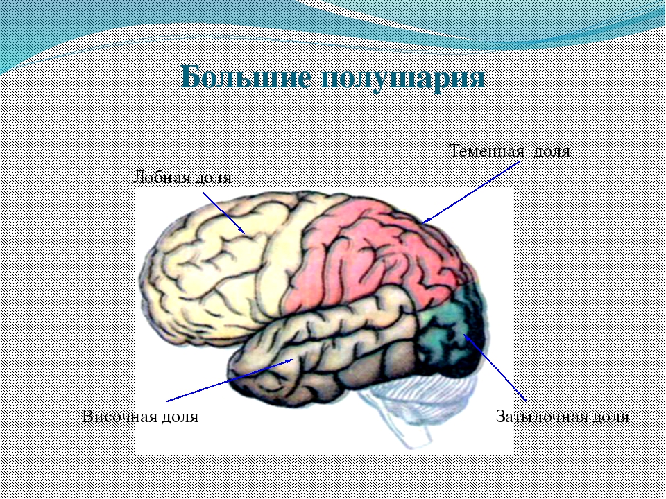 Затылочная доля презентация