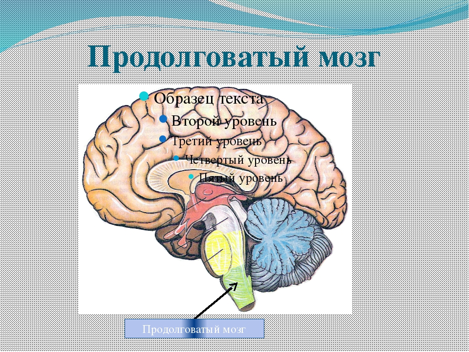 Продолговатый мозг на схеме мозга. Продолговатый мозг и мозжечок. Строение головного мозга человека неокортекс.