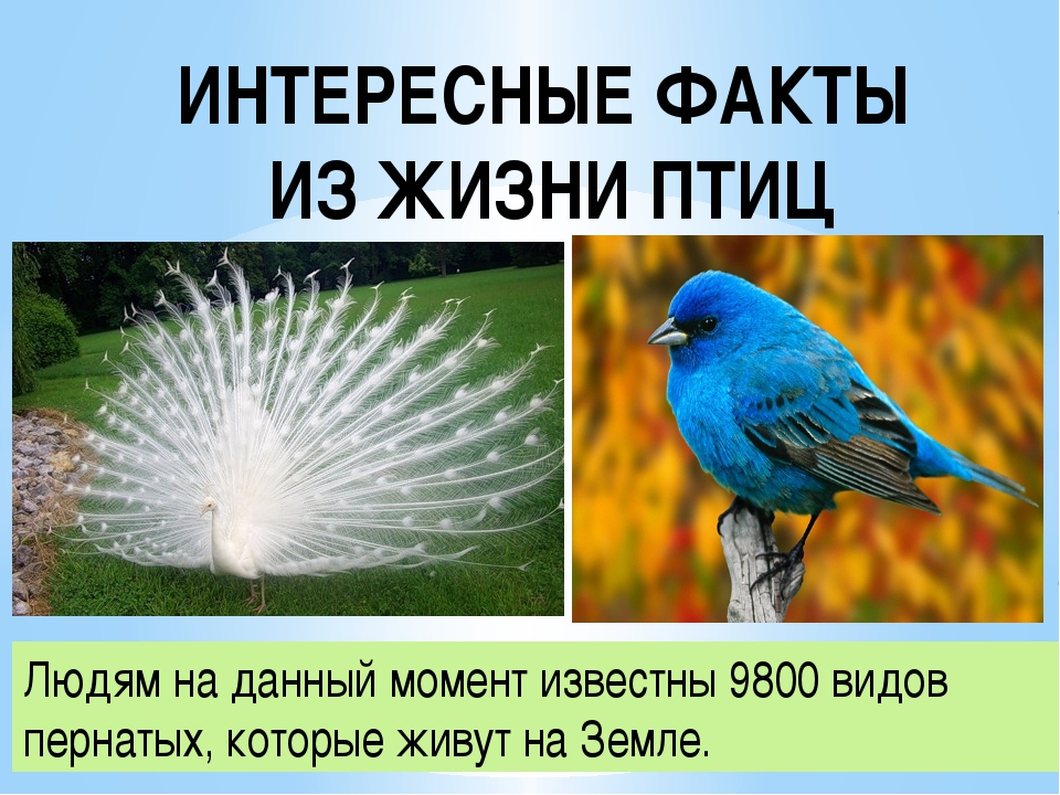 Факты о птицах 1 класс. Интересные факты о птицах. Интересные птицы. Необычные факты о птицах. Интересные факты j gntywf[.