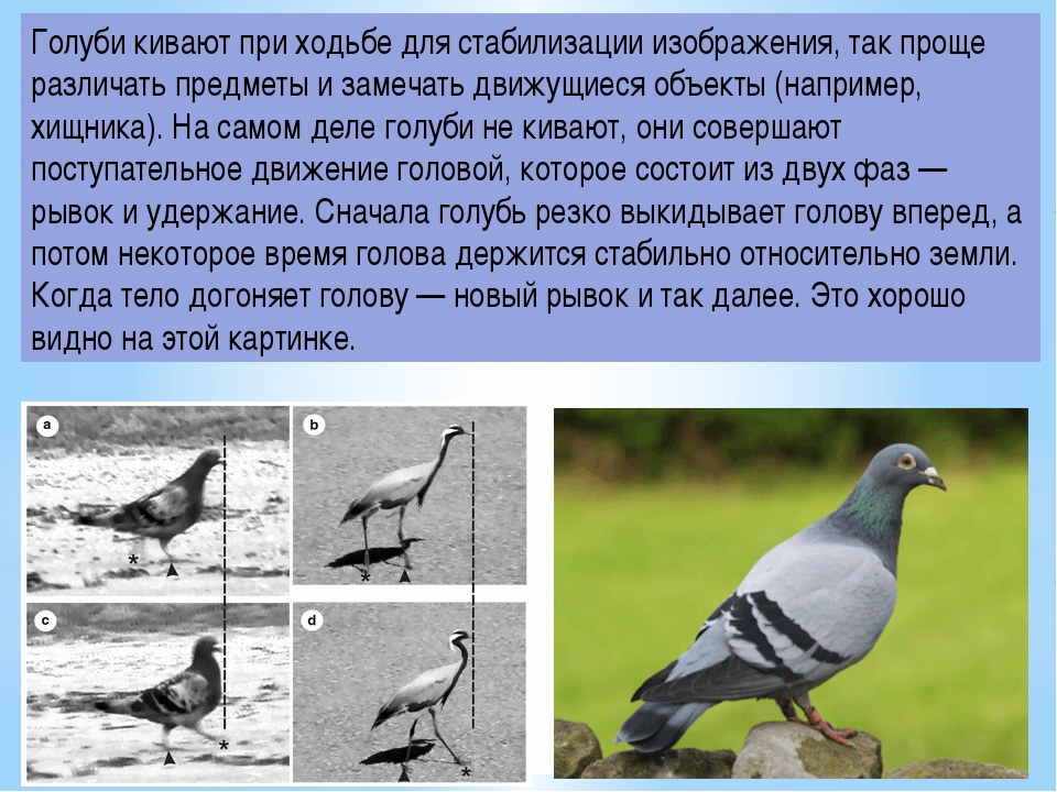 Скорость голубя. Голуби кивают при ходьбе. Почему голуби кивают головой. Почему голуби кивают головой когда ходят. Почему голуби кивают при ходьбе.