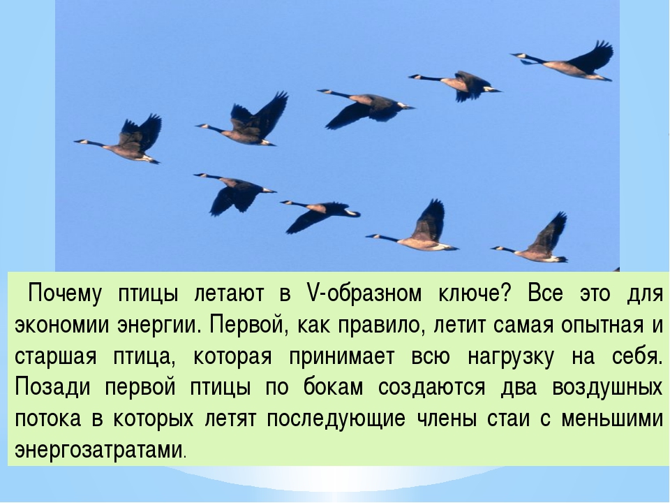 Сколько птиц в мире. Почему птицы летают. Как летают птицы. Причины перелета птиц. Почему птицы не летают.
