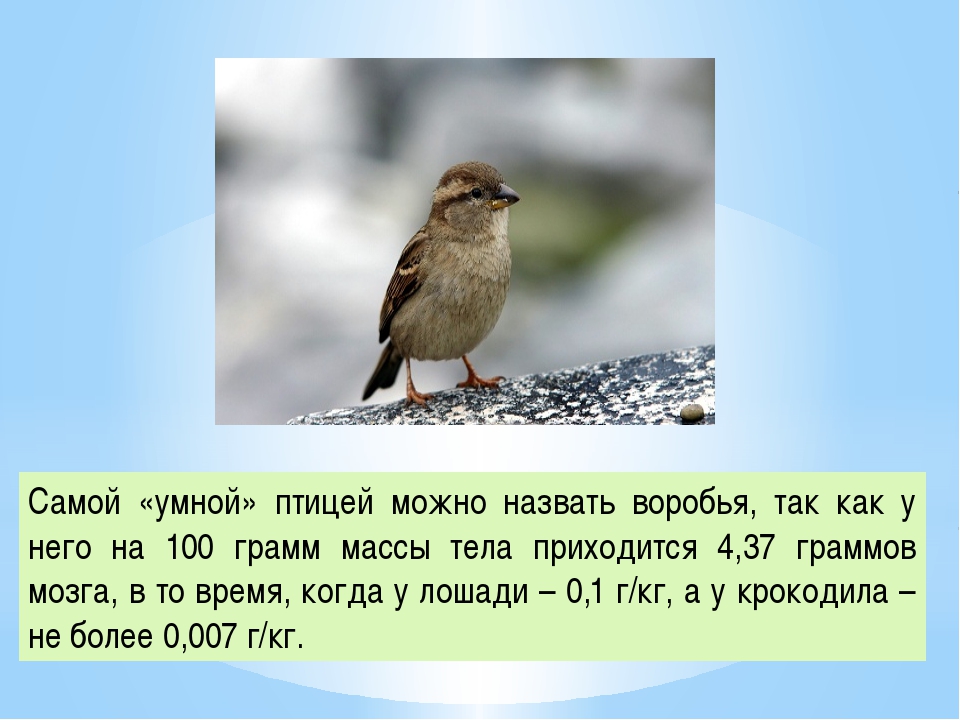 Как иначе называется и каким. Интересные факты о оседлых птицах. Как можно назвать воробья мальчика. Клички Воробьев. Загадки о птиц птиц с подсказками.