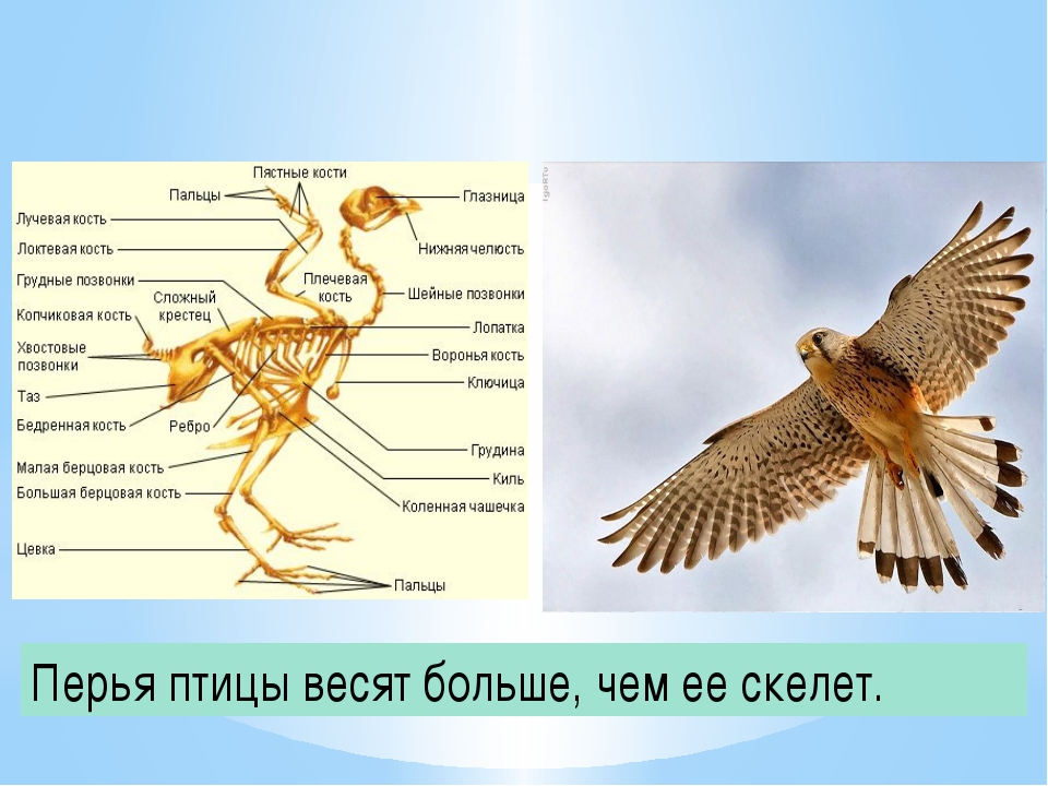 Сравнение оперения птиц. Скелет хвоста птицы. Оперение птиц биология. Оперение и скелет птиц. Способы приспособления в строение тела у птиц..