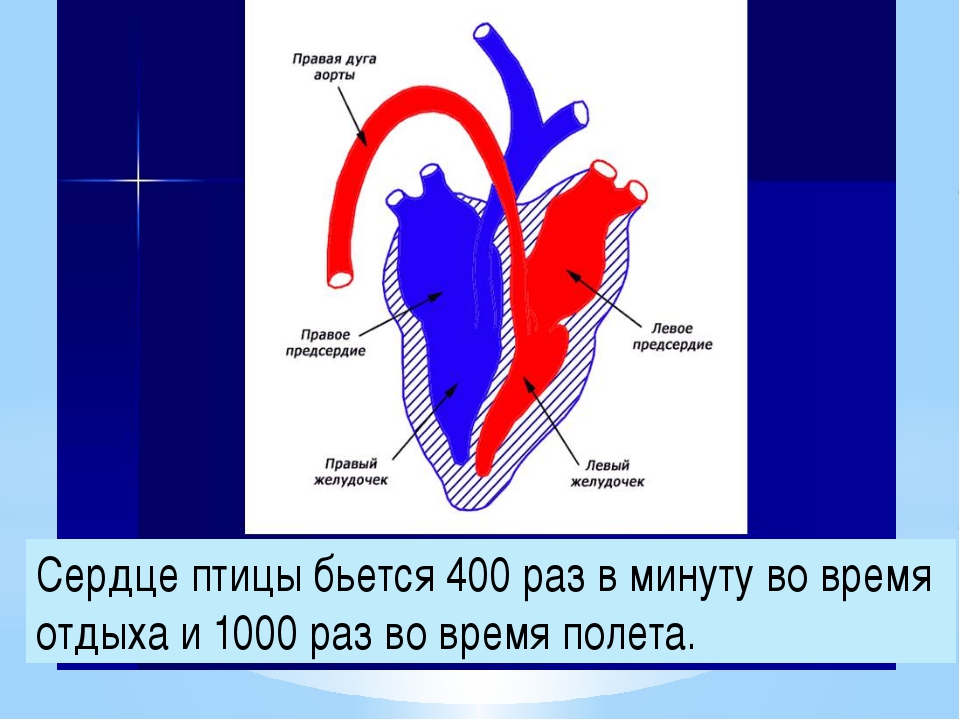 Рисунок сердца птиц