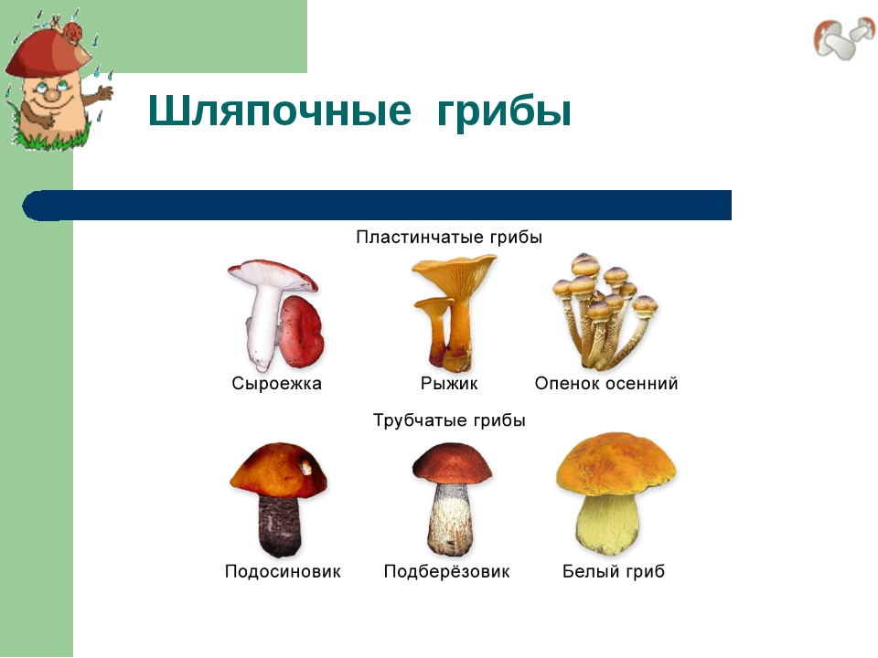 Презентация по биологии 7 класс шляпочные грибы