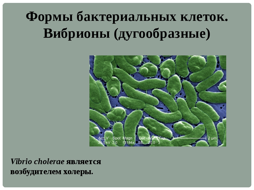 Формы бактерий 7 класс. Бактерии ОГЭ биология. Все о бактериях для ОГЭ по биологии. Бактерии 7 класс вопросы.