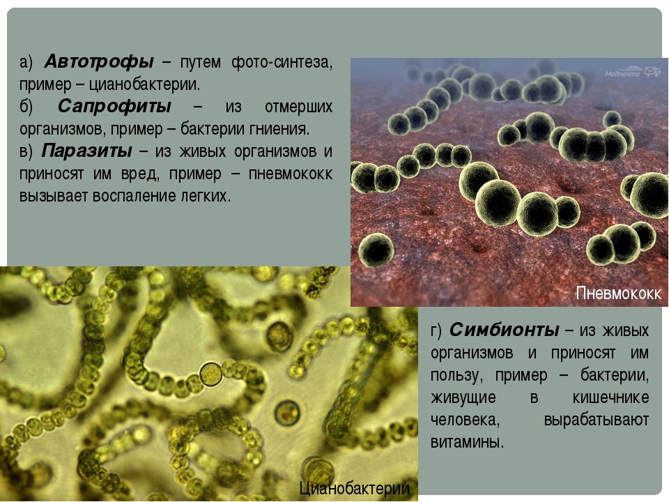 Цианобактерии бациллы. Сообщение об одном из видов бактерий. Бактерии 7 класс. Бактерии 7 класс биология.