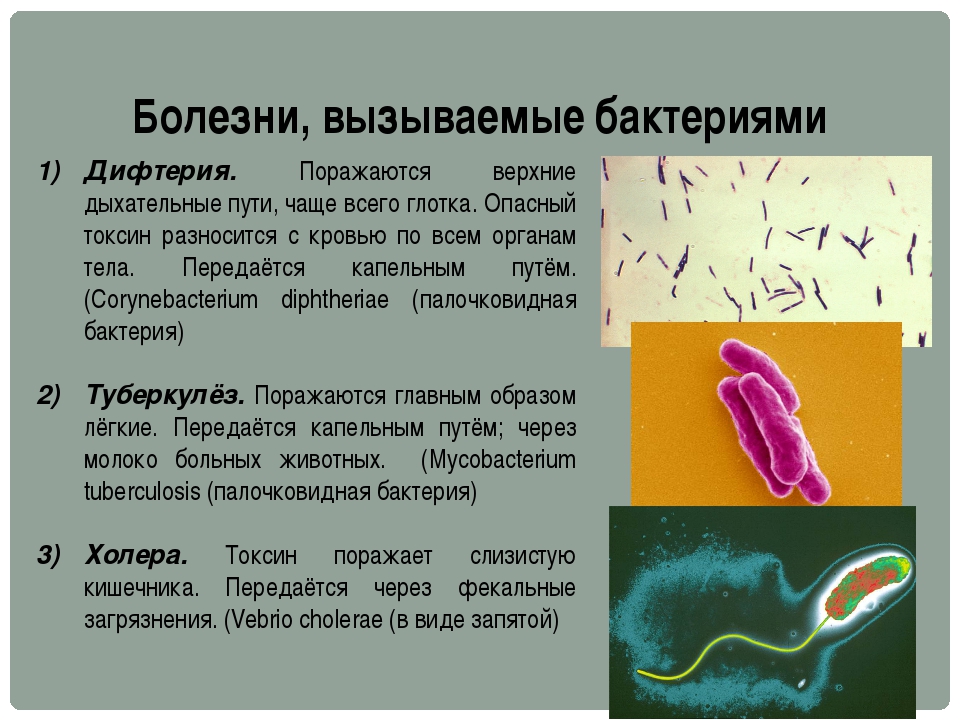 Тест по теме бактерии биология 7 класс