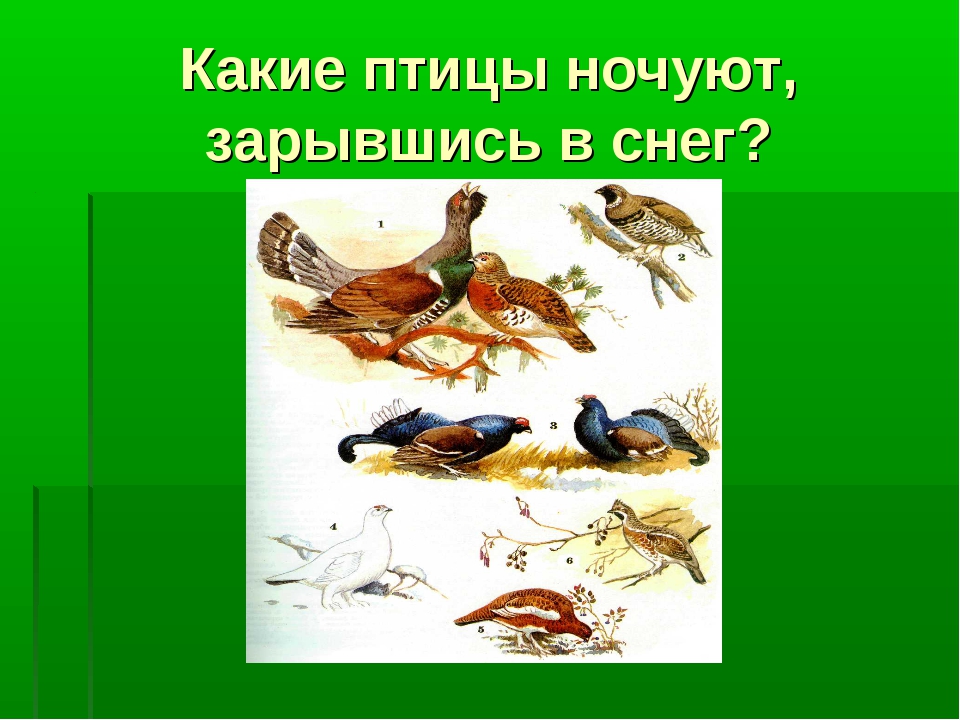 Какие птицы ночуют в снегу