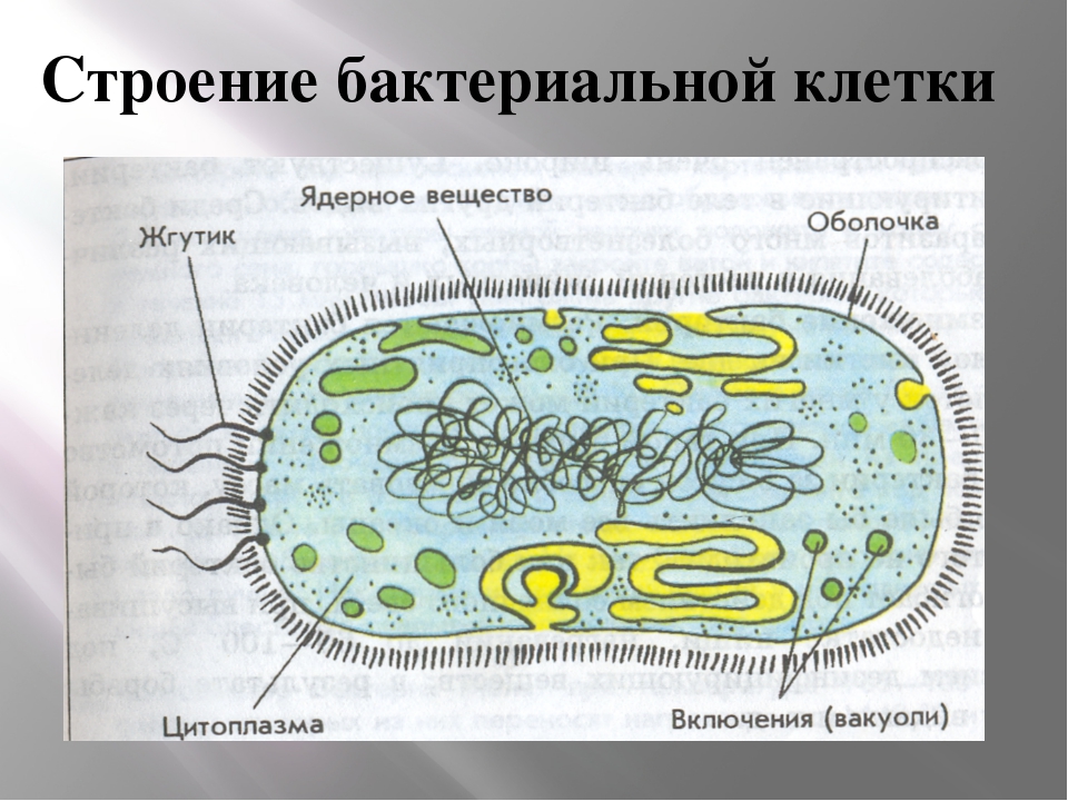 Бактерии 8 класс. Схема строения бактериальной клетки. Схема строенияактериальной клетки. Строение бактериальной клетки рисунок. Строение бактериальной клетки 7 класс биология.
