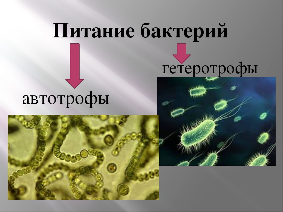 Бактерии 5 класс биология презентация