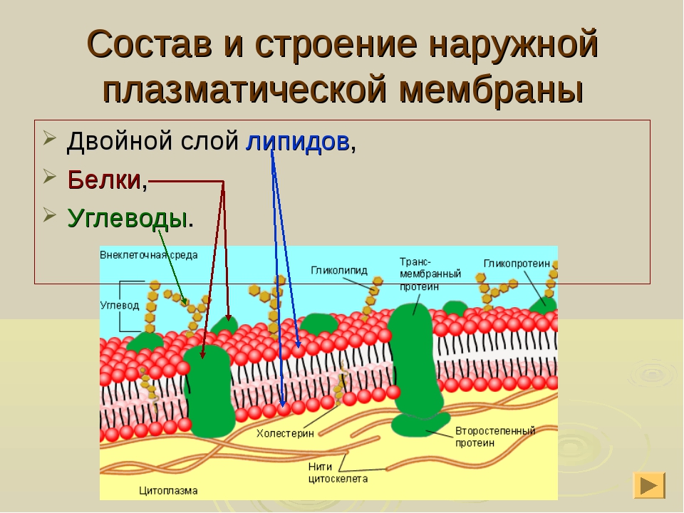 Какое вещество входящее в состав плазматической мембраны обозначено на рисунке цифрой 3