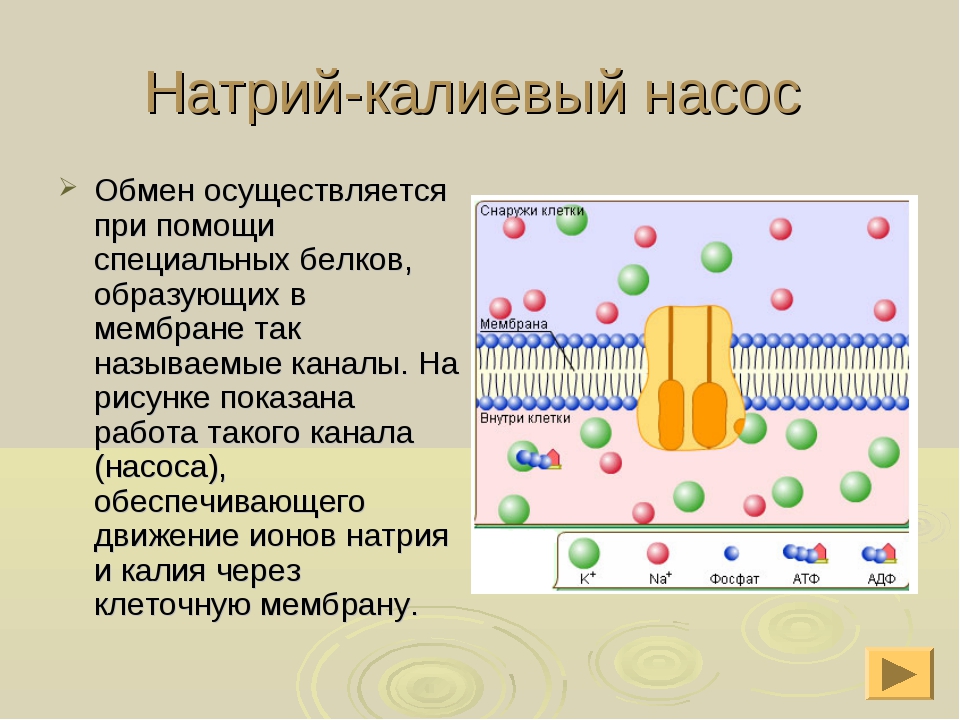 Натрий калиевый насос схема