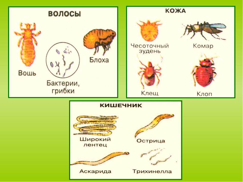 Урок биологии фото