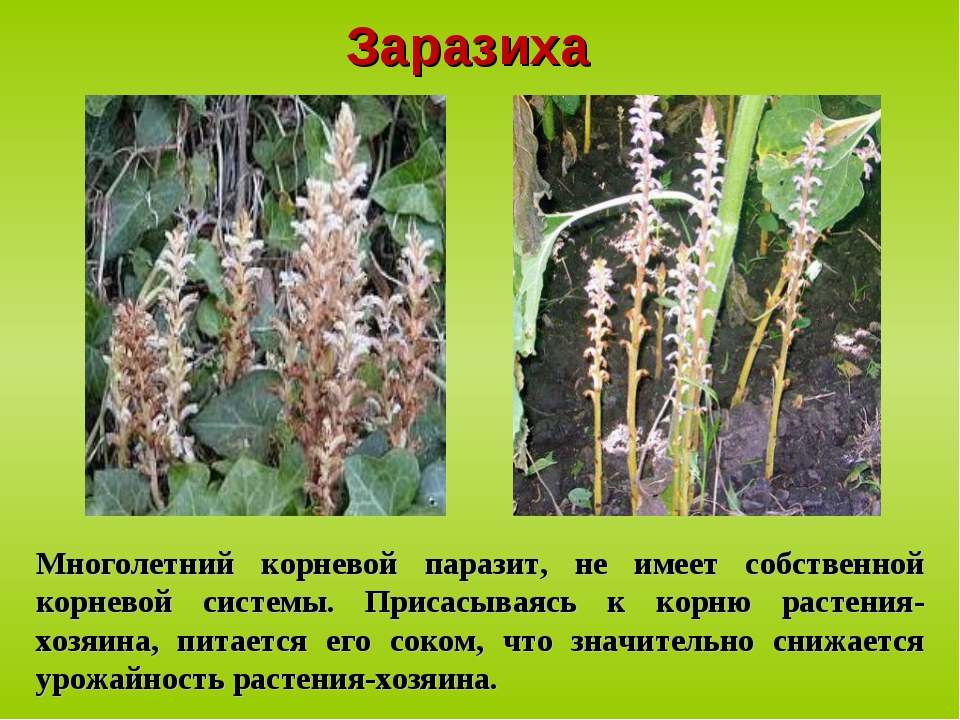 Заразиха паразит. Сорняк заразиха подсолнечная. Заразиха египетская. Заразиха подсолнечная семена. Заразиха (волчок).