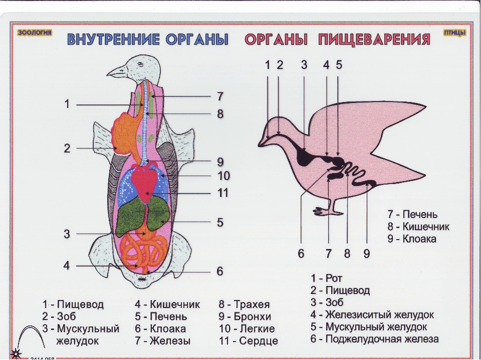 Работа по биологии птицы. Внутреннее строение птиц пищеварительная система. Пищеварительная система птиц 7 класс биология. Внутреннее строение птиц 7 класс биология. Пищеварительная система птиц анатомия.