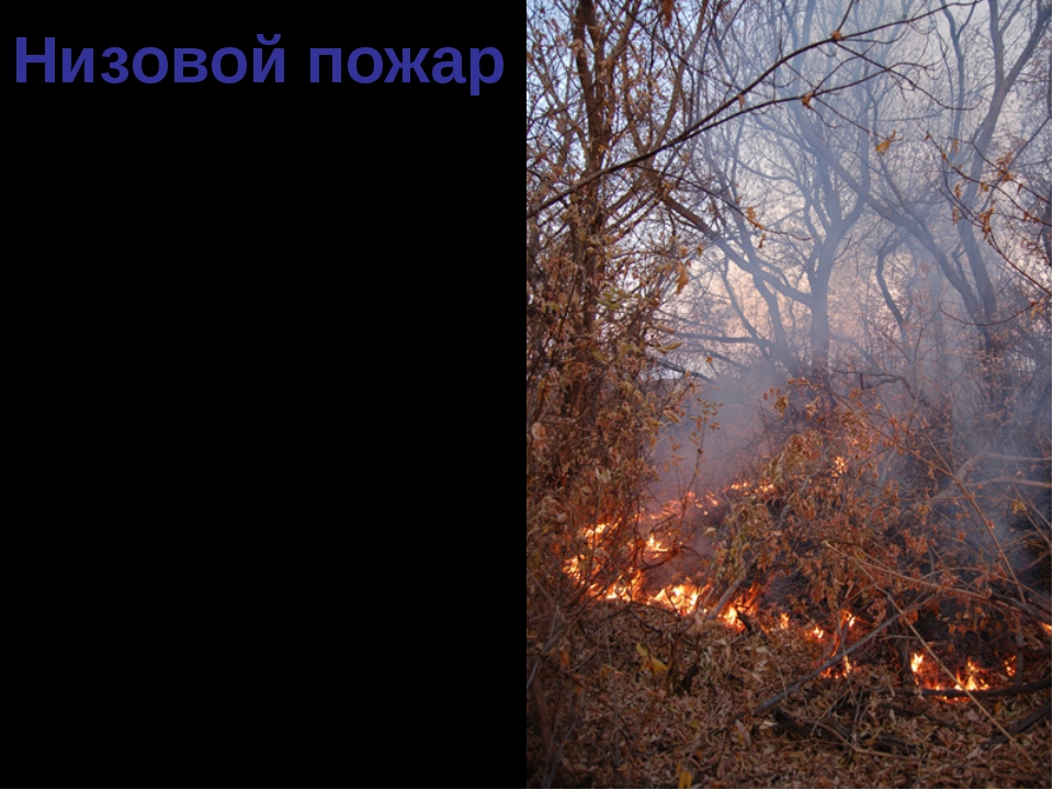 Лесной пожар распространяющийся по нижним ярусам. Низовой пожар. Низовой Лесной пожар. Устойчивый низовой пожар. Презентация на тему торфяные пожары.