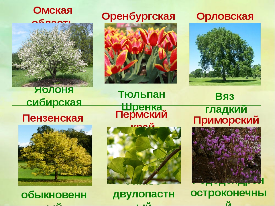 Лекарственные растения хмао югры презентация