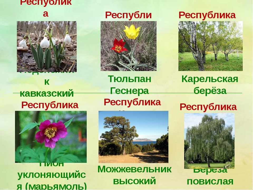 Лекарственные растения хмао югры презентация