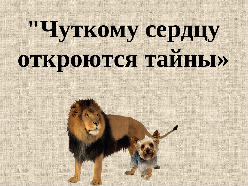 Лев и собачка 3 класс. Чуткому сердцу откроются тайны. Урок литературного чтения Лев и собачка. Лев и собачка презентация. Жанр Лев и собачка Толстого.